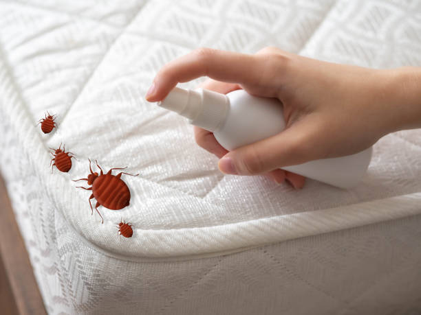 Best Pest Control Near Me  in Solvang, CA